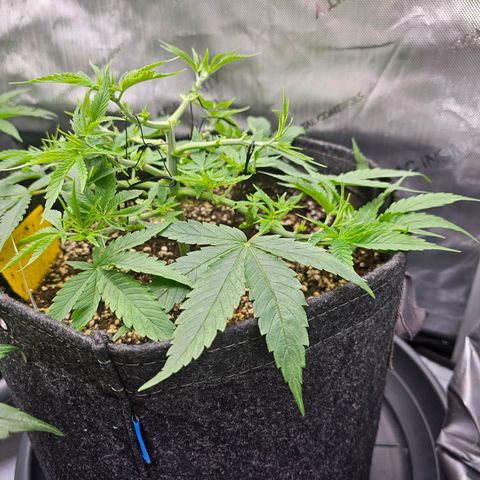 Lemon Orange #2 growlog timeline photo