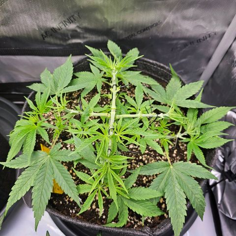Lemon Orange #2 growlog timeline photo