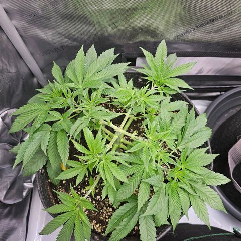 Lemon Orange #1 growlog timeline photo