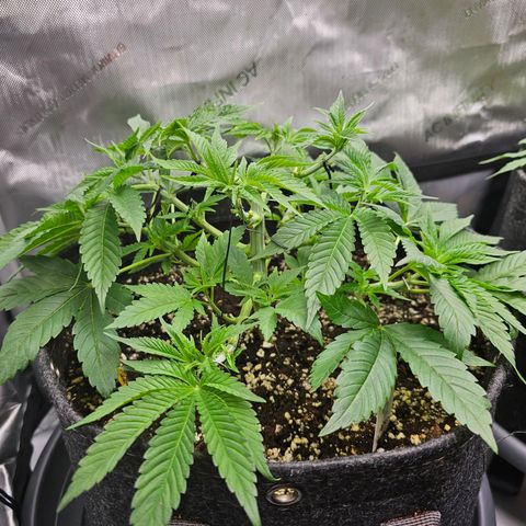 Lemon Orange #1 growlog timeline photo