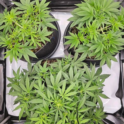 Lemon Orange #2 growlog timeline photo