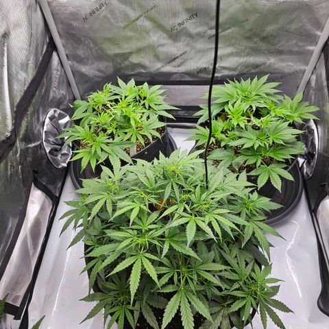 Lemon Orange #2 growlog timeline photo