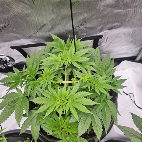 Lemon Orange #1 growlog timeline photo