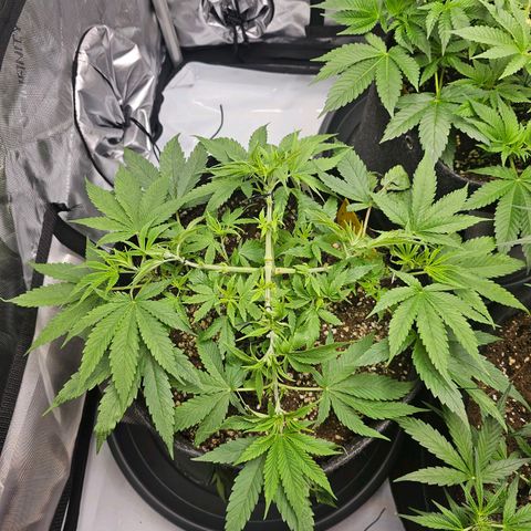 Lemon Orange #2 growlog timeline photo
