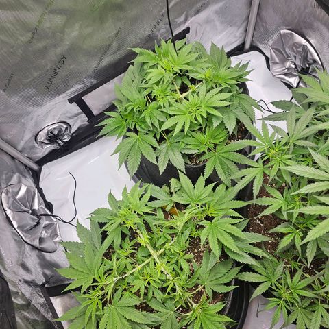 Lemon Orange #2 growlog timeline photo