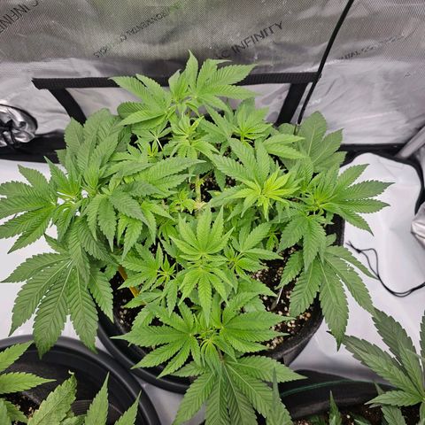 Lemon Orange #1 growlog timeline photo