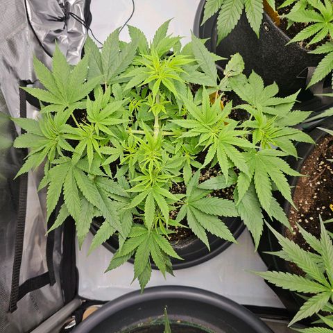Lemon Orange #2 growlog timeline photo
