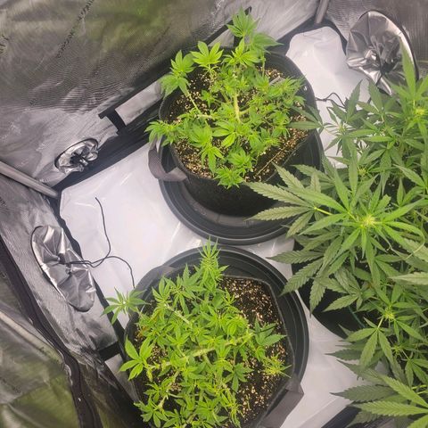 Lemon Orange #2 growlog timeline photo