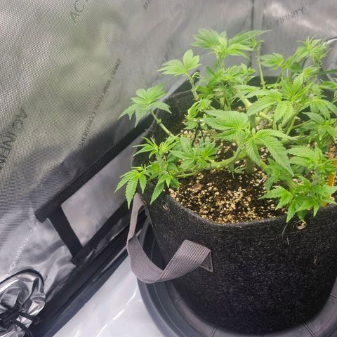 Lemon Orange #1 growlog timeline photo