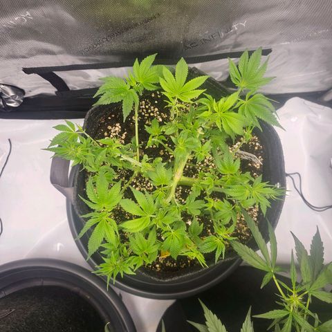 Lemon Orange #1 growlog timeline photo