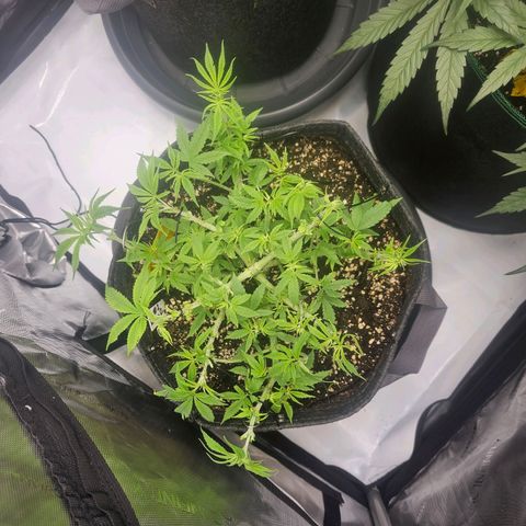 Lemon Orange #2 growlog timeline photo