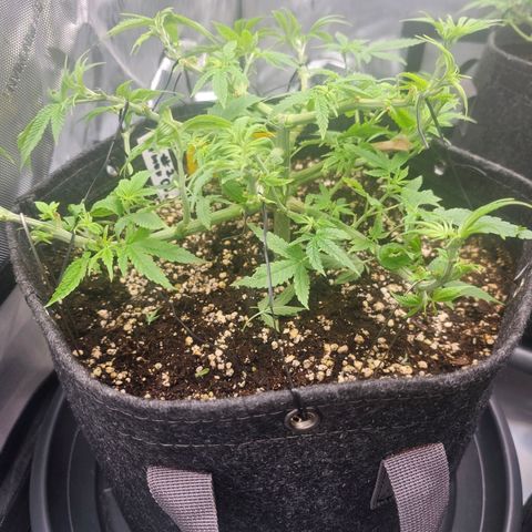 Lemon Orange #2 growlog timeline photo