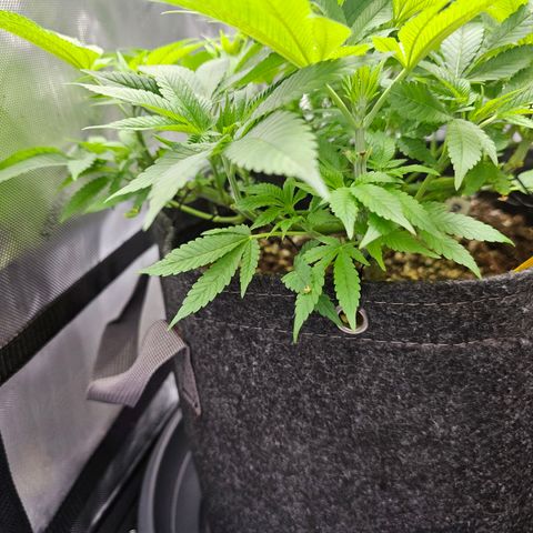Lemon Orange #1 growlog timeline photo
