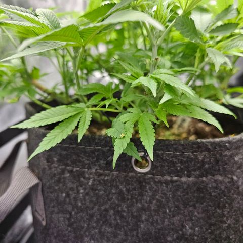 Lemon Orange #1 growlog timeline photo