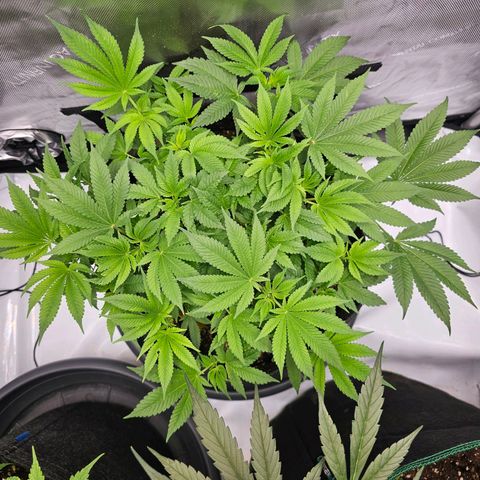 Lemon Orange #1 growlog timeline photo