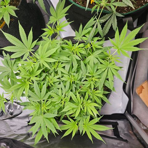 Lemon Orange #2 growlog timeline photo