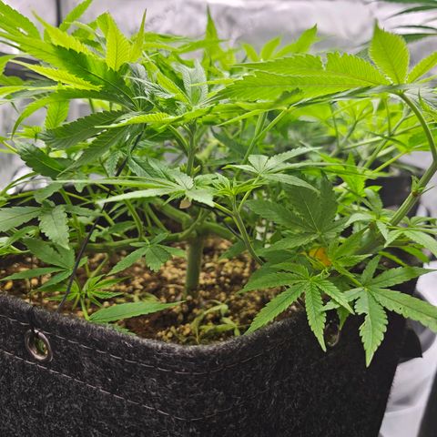 Lemon Orange #2 growlog timeline photo