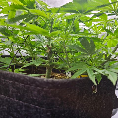 Lemon Orange #2 growlog timeline photo