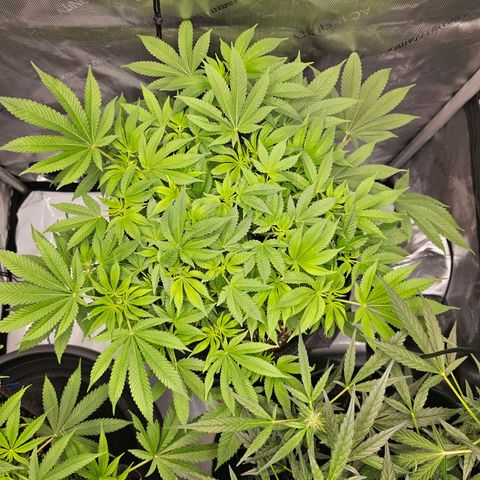 Lemon Orange #1 growlog timeline photo