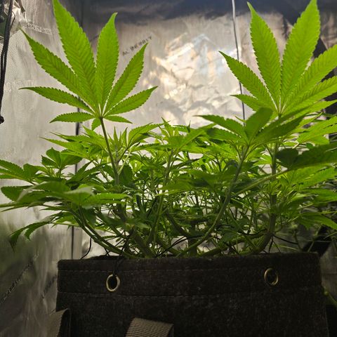 Lemon Orange #1 growlog timeline photo