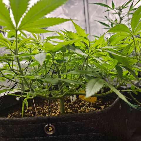 Lemon Orange #2 growlog timeline photo