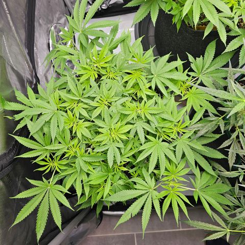 Lemon Orange #2 growlog timeline photo