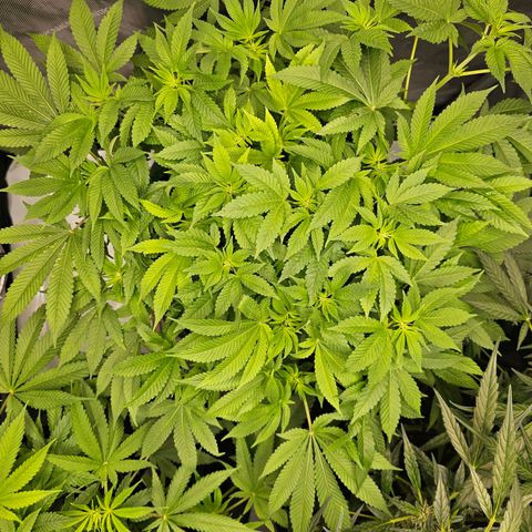 Lemon Orange #1 growlog timeline photo
