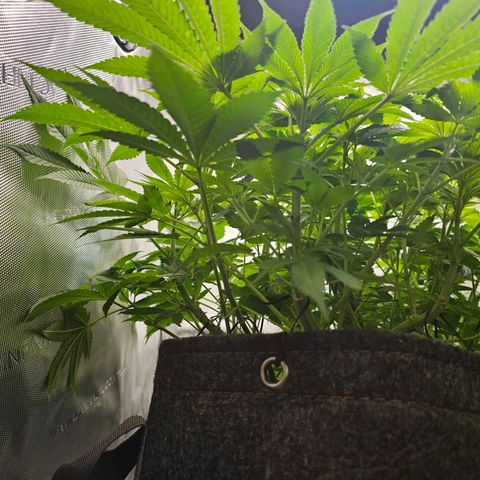 Lemon Orange #1 growlog timeline photo