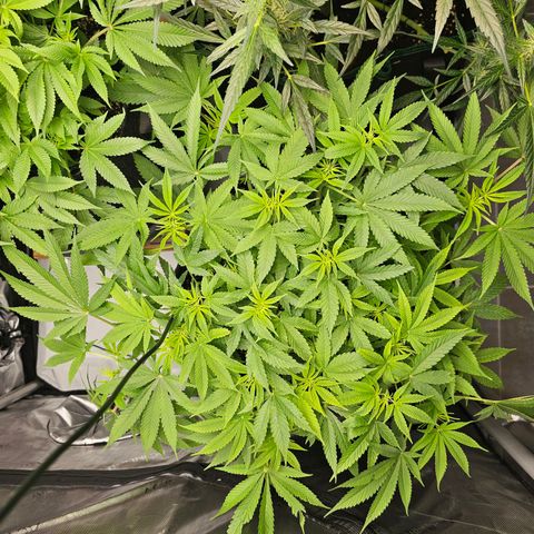 Lemon Orange #2 growlog timeline photo