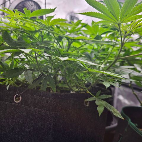 Lemon Orange #2 growlog timeline photo