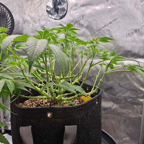 Lemon Orange #1 growlog timeline photo