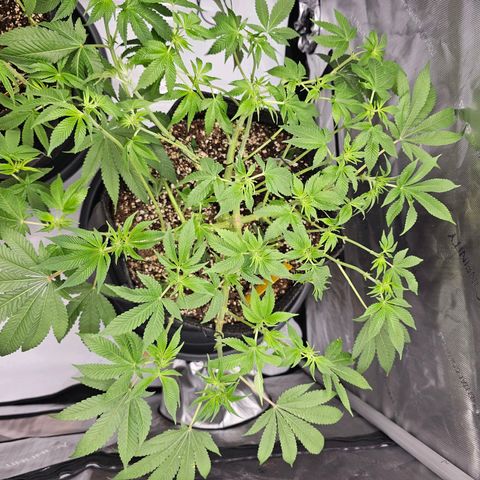 Lemon Orange #1 growlog timeline photo