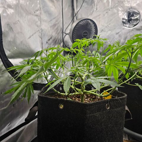 Lemon Orange #2 growlog timeline photo