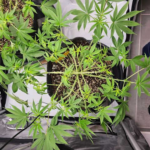 Lemon Orange #2 growlog timeline photo