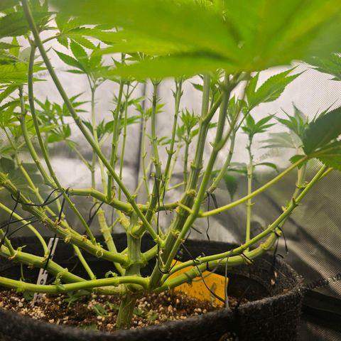 Lemon Orange #1 growlog timeline photo