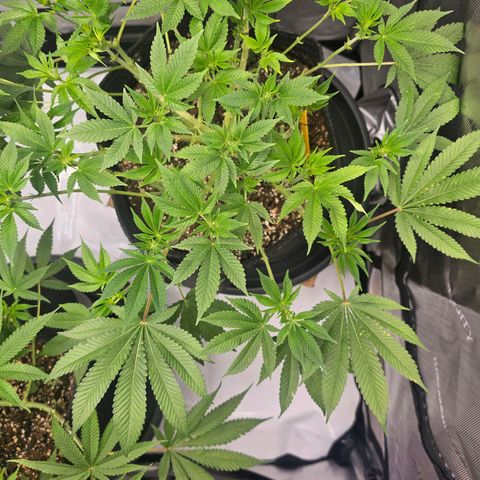 Lemon Orange #1 growlog timeline photo
