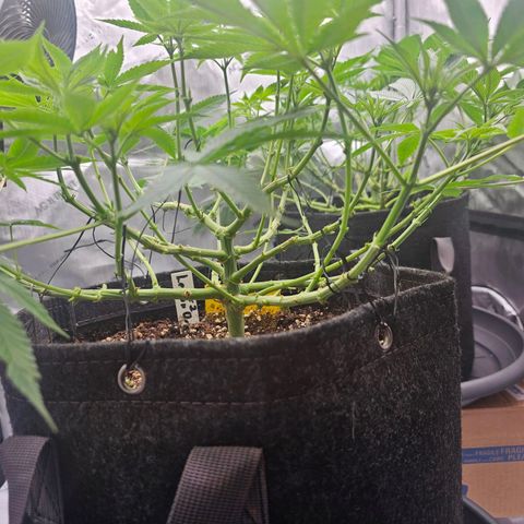 Lemon Orange #2 growlog timeline photo