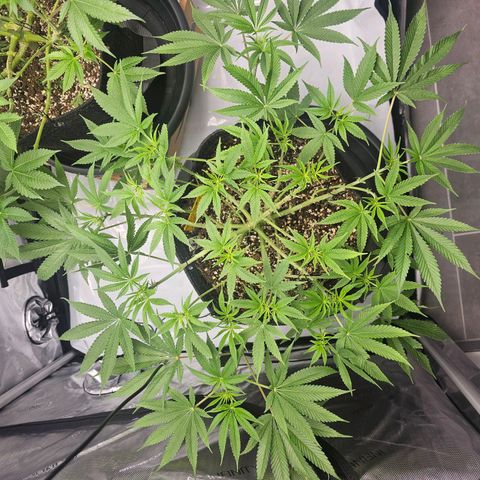 Lemon Orange #2 growlog timeline photo