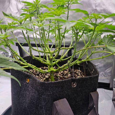 Lemon Orange #1 growlog timeline photo