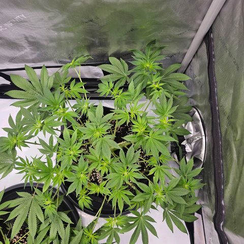 Lemon Orange #1 growlog timeline photo