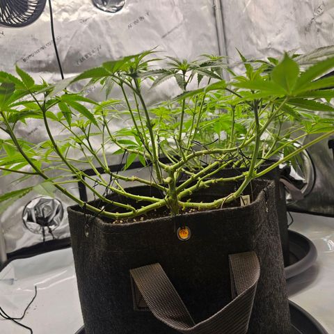 Lemon Orange #2 growlog timeline photo