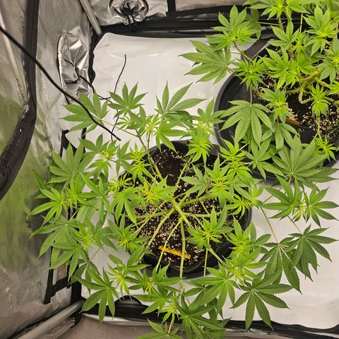 Lemon Orange #2 growlog timeline photo