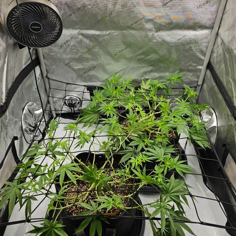 Lemon Orange #2 growlog photo: Scrognetz