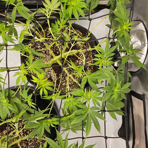 Lemon Orange #1 growlog timeline photo