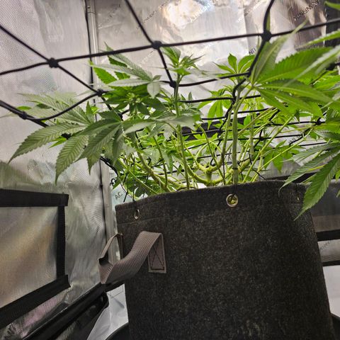 Lemon Orange #1 growlog timeline photo