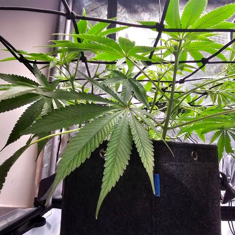 Lemon Orange #2 growlog timeline photo