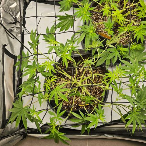 Lemon Orange #2 growlog timeline photo