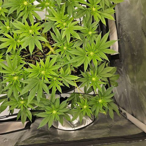 Lemon Orange #1 growlog timeline photo