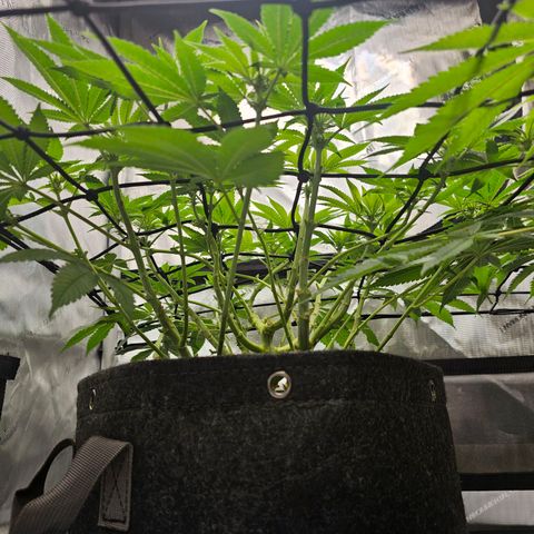 Lemon Orange #1 growlog timeline photo