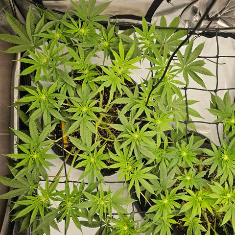 Lemon Orange #2 growlog timeline photo